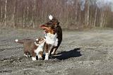 BERGER AUSTRALIEN - ADULT & PUPPY 034